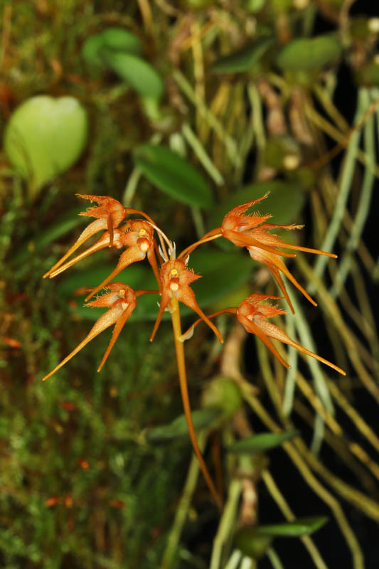 Bulbophyllum taiwanense