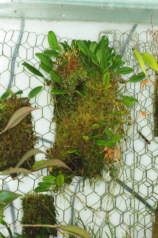 Bulbophyllum taiwanense