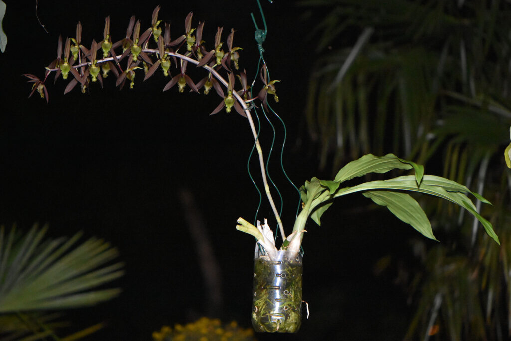 Catasetum blackii