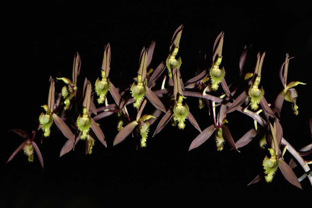 Catasetum blackii