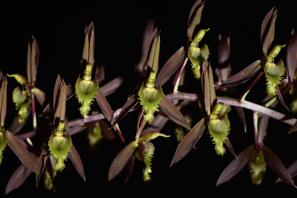 Catasetum blackii