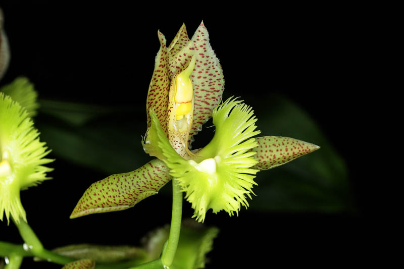 Catasetum fimbriatum