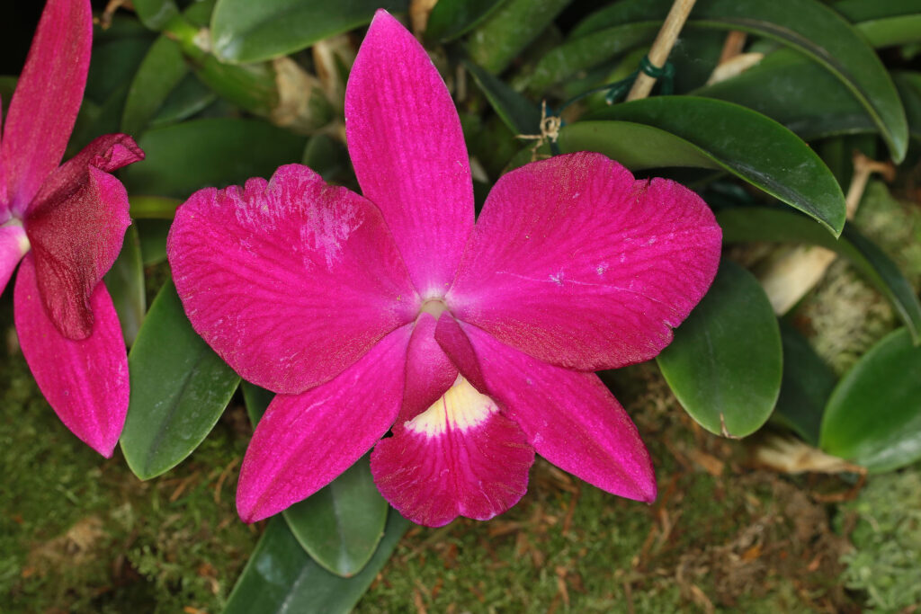 Cattleya Miyuki Little King 'Carlo'