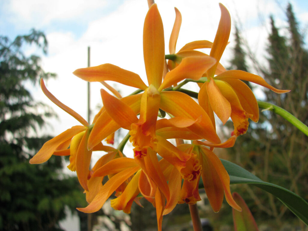 Cattleya Seagulls Gem