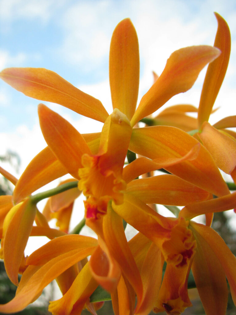 Cattleya Seagulls Gem