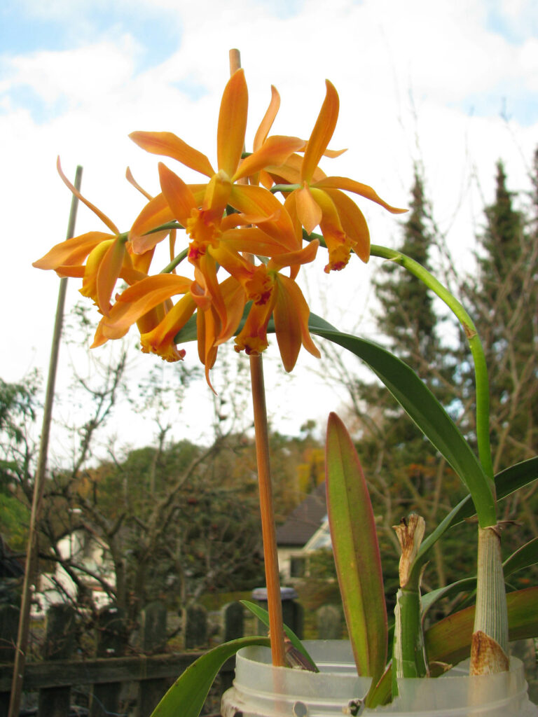 Cattleya Seagulls Gem