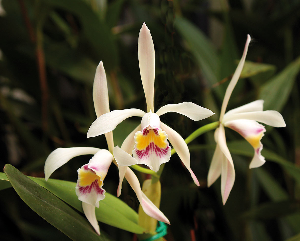 Cattleya iricolor