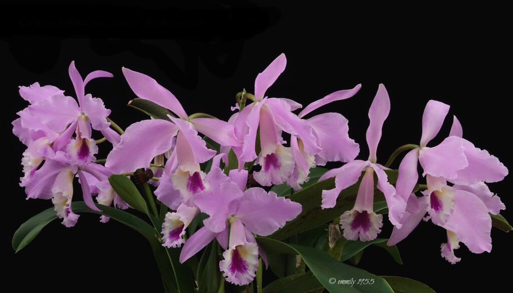 Cattleya labiata 'Bodenseeperle'