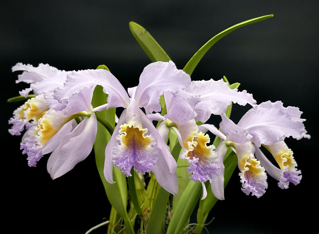 Cattleya mossiae f. coerulea 'Blue Butterfly'