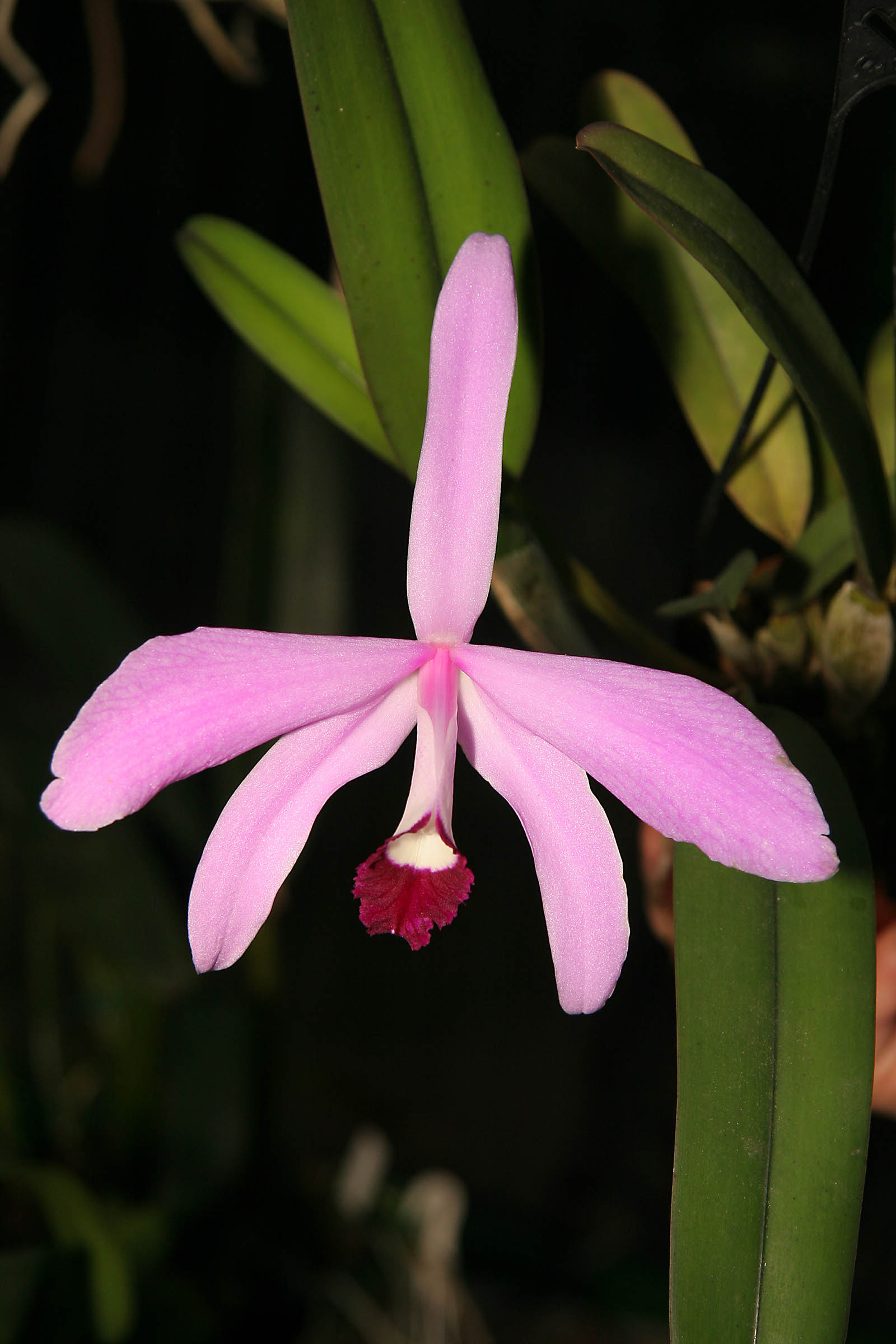 Cattleya perrinii