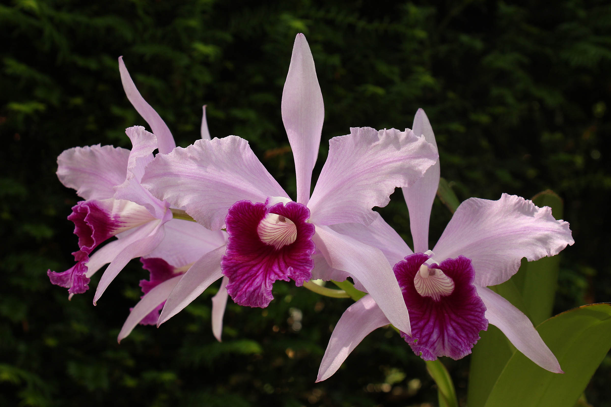 Cattleya purpurata f. rosada