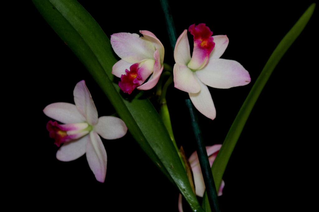 Cattlianthe Japanese Beauty