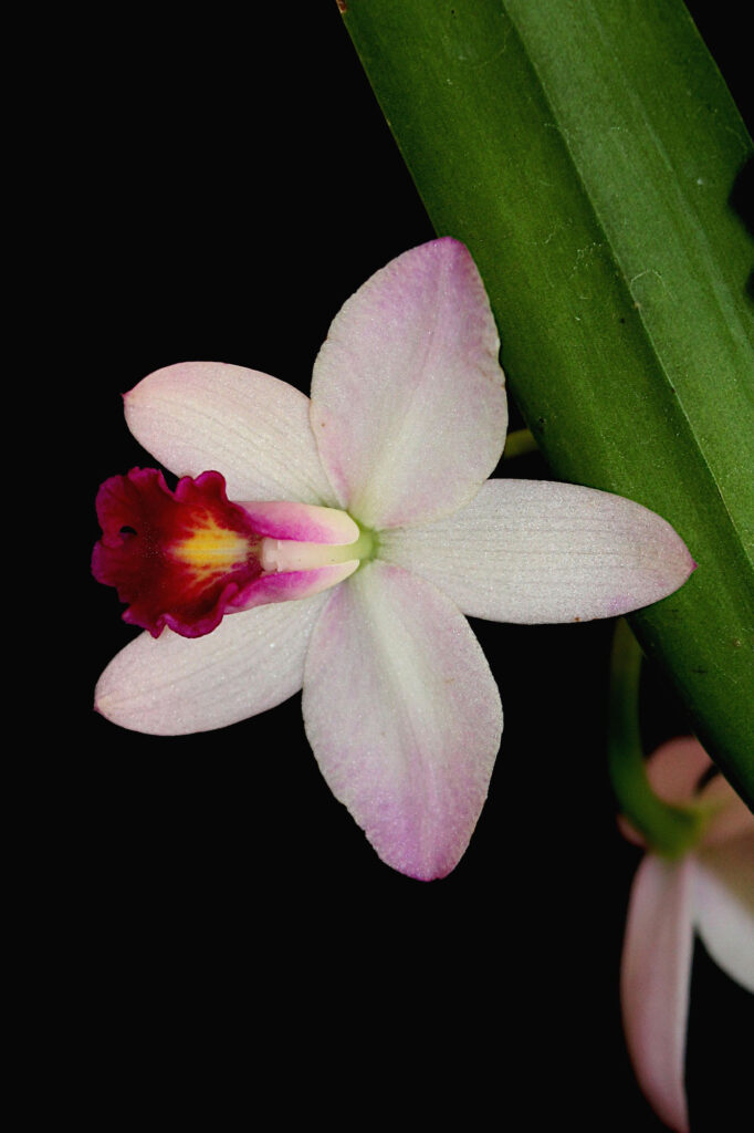 Cattlianthe Japanese Beauty