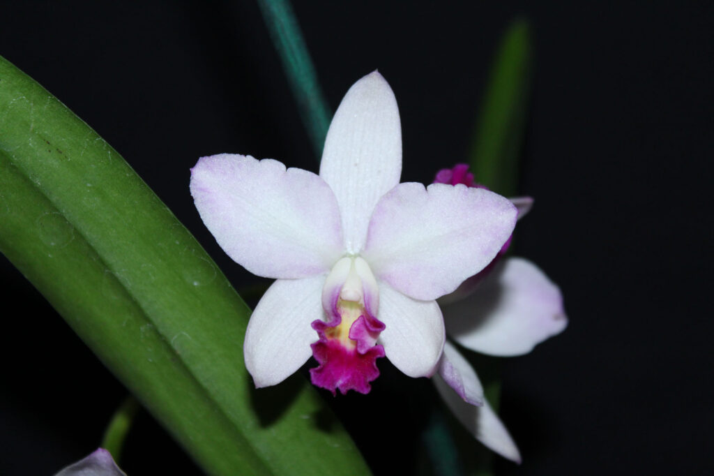 Cattlianthe Japanese Beauty