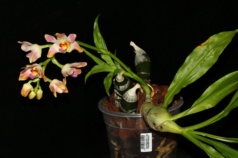 Chysis aurea var. limminghei