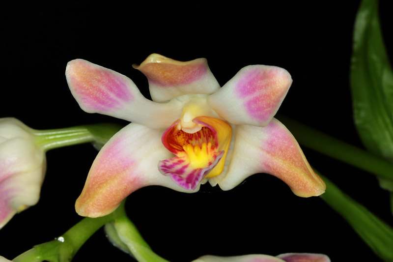 Chysis aurea var. limminghei