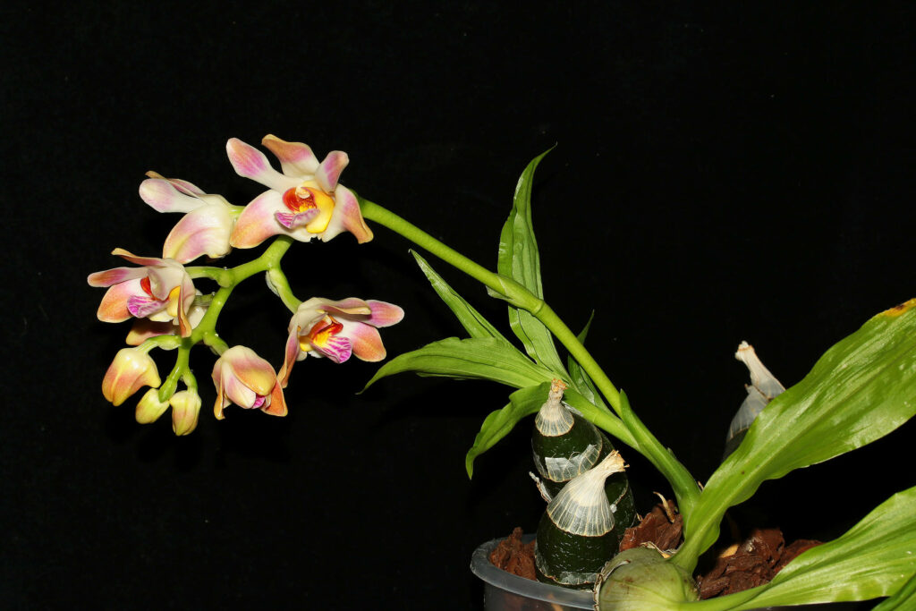 Chysis aurea var. limminghei