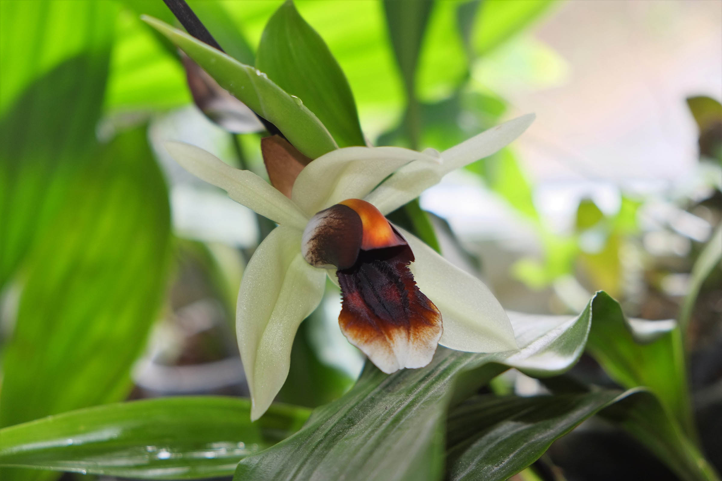 Coelogyne Bird in Flight