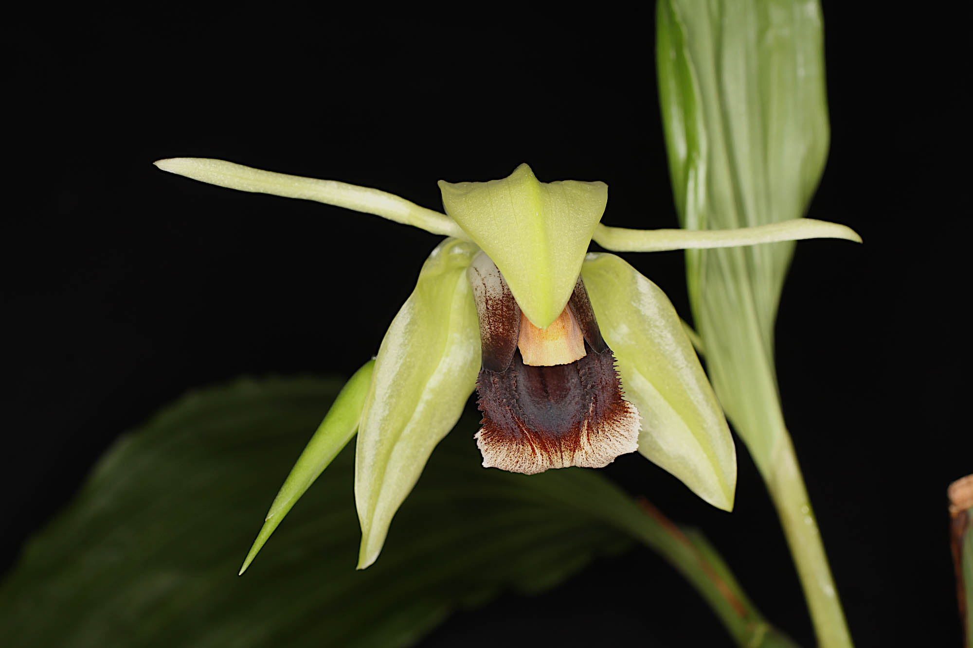 Coelogyne Lyme Bay