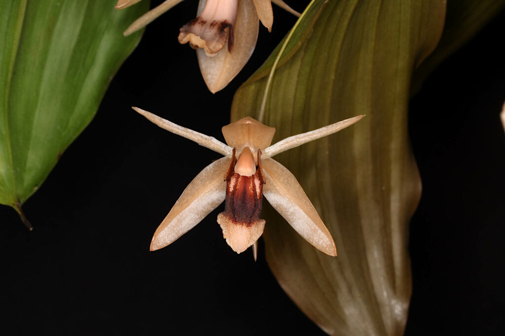 Coelogyne Orchideengarten Clara