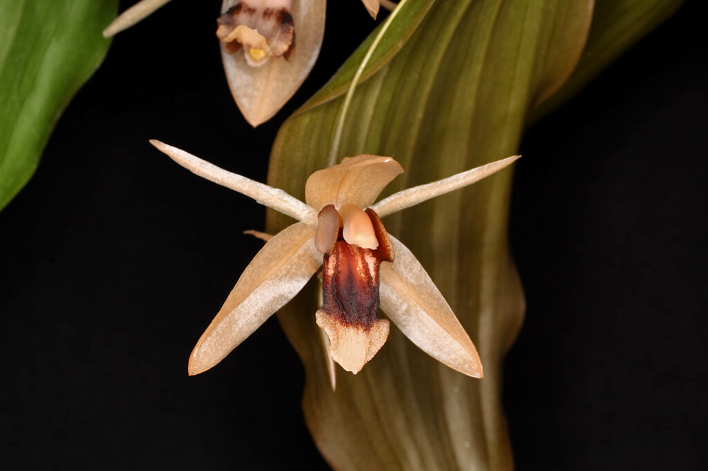 Coelogyne Orchideengarten Clara