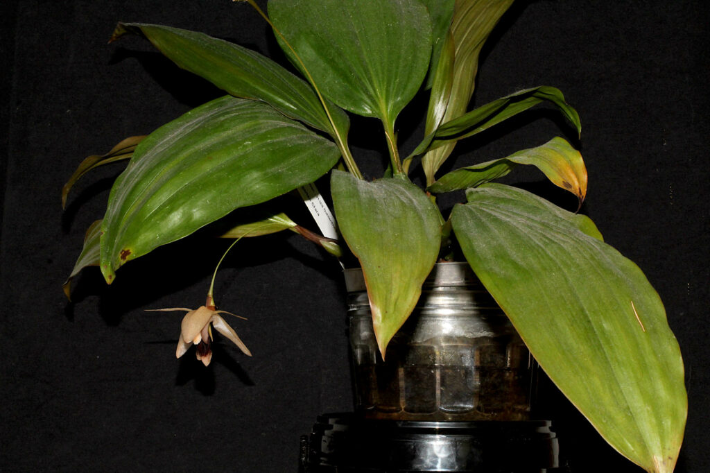 Coelogyne Orchideengarten Clara