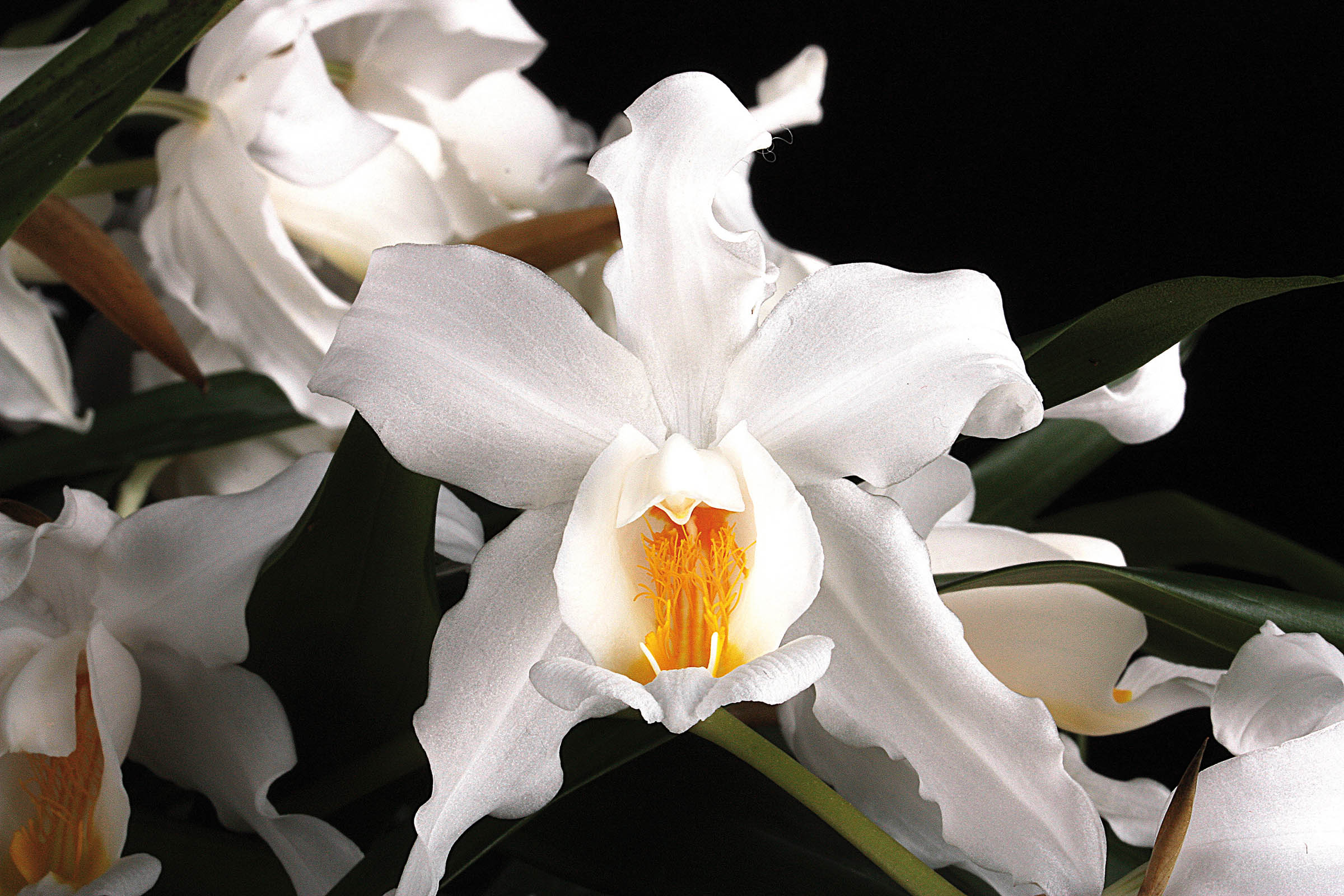 Coelogyne cristata