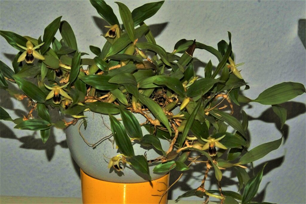 Coelogyne fimbriata