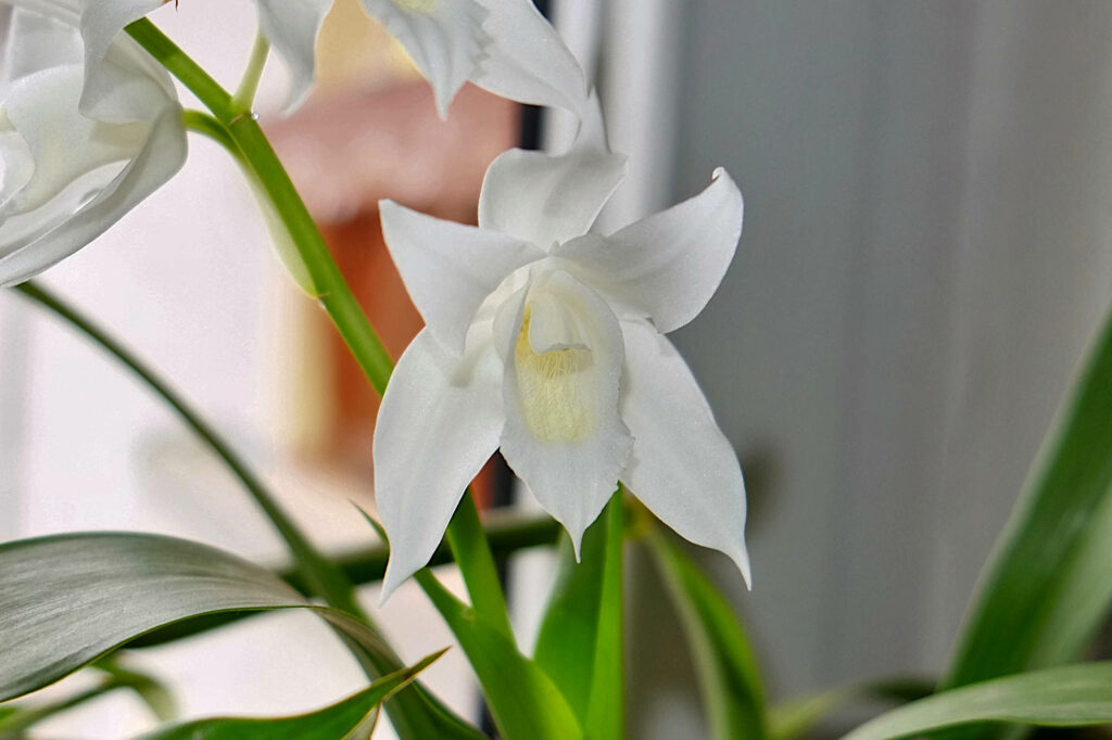 Coelogyne mooreana f. alba