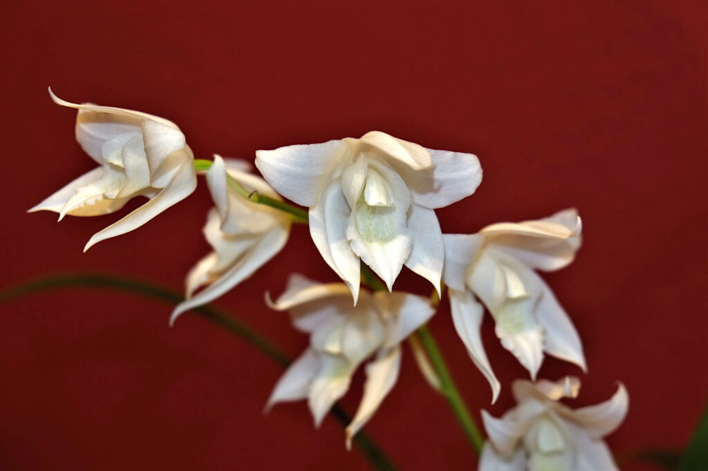 Coelogyne mooreana f. alba