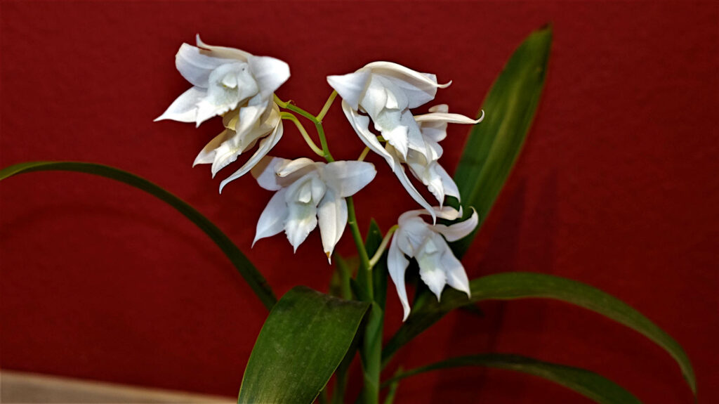 Coelogyne mooreana f. alba