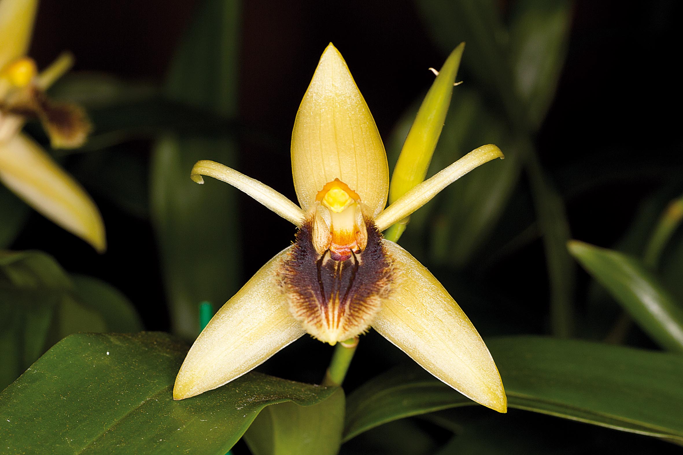 Coelogyne ovalis