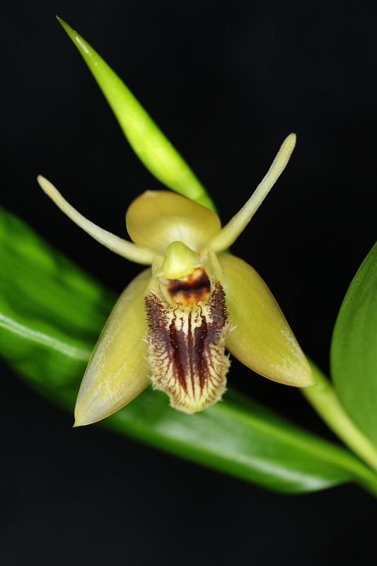 Coelogyne ovalis