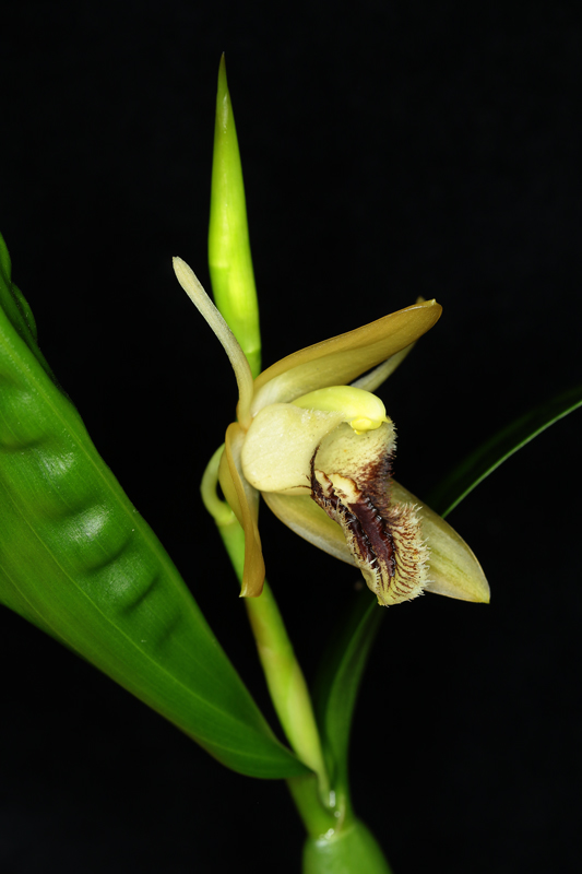 Coelogyne ovalis