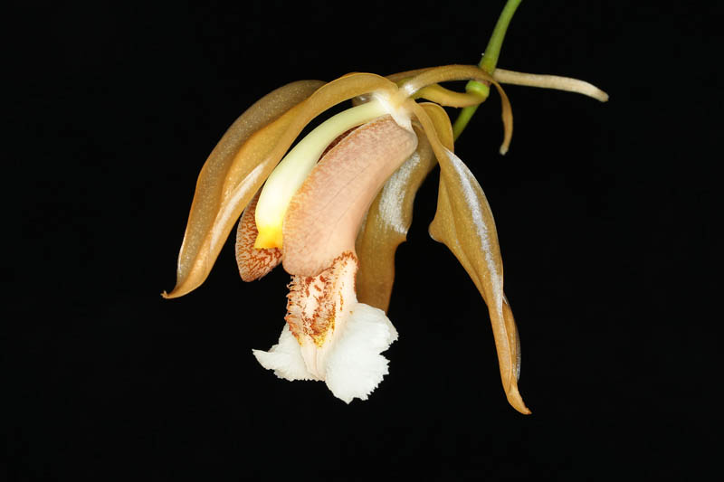 Coelogyne speciosa