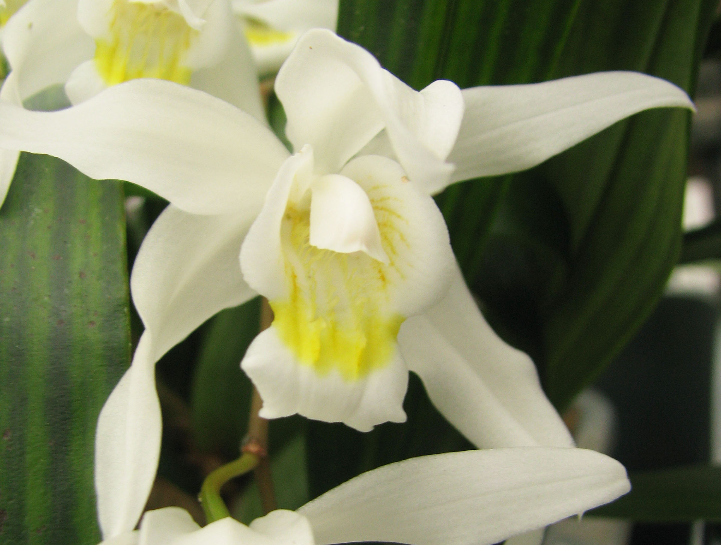 Coelogyne Intermedia