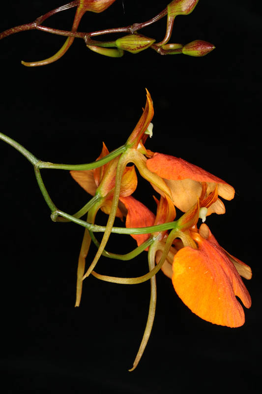 Comparettia speciosa