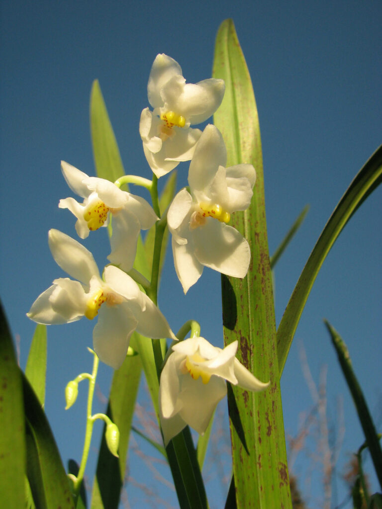 Cuitlauzina pulchella