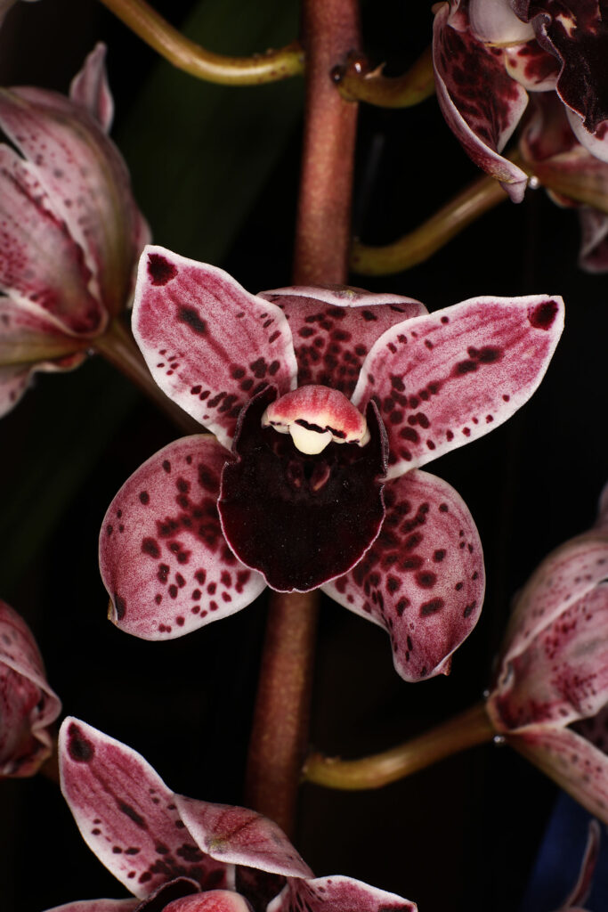 Cymbidium Lilly's Magic 'Dresden 2024'