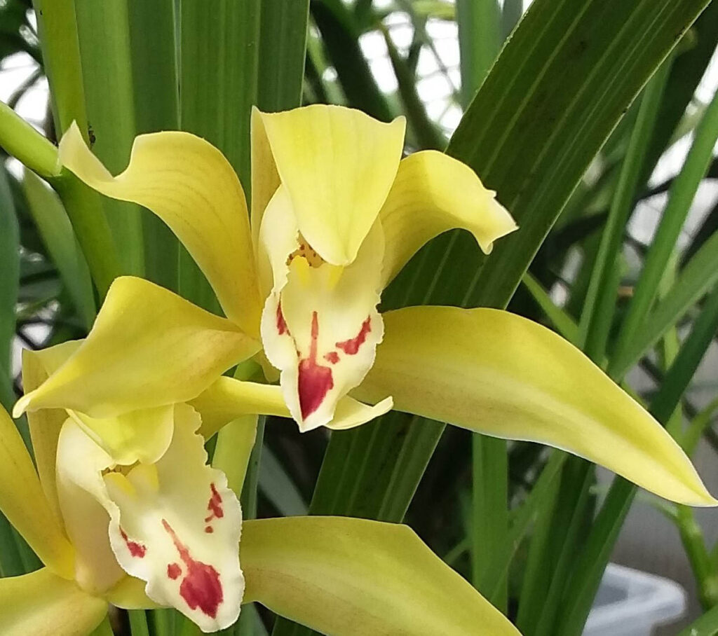 Cymbidium changningense