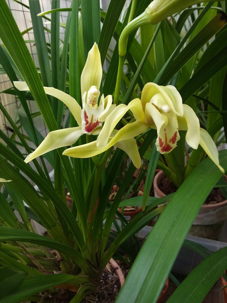 Cymbidium changningense