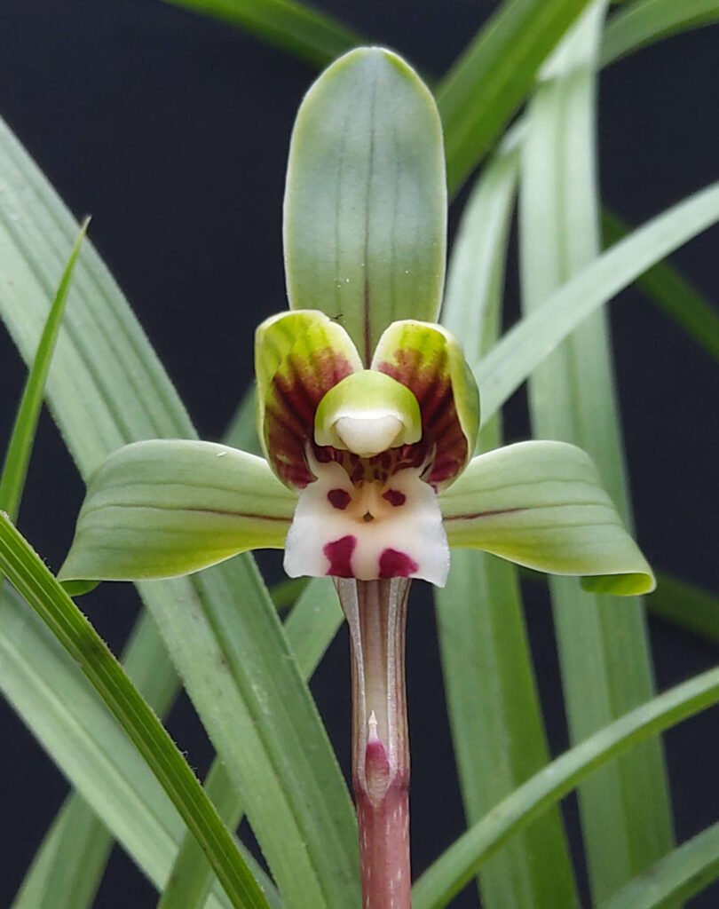 Cymbidium serratum