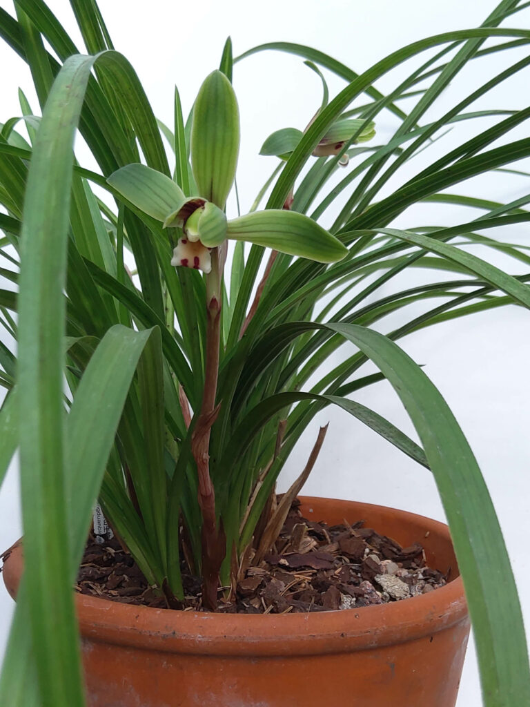 Cymbidium serratum