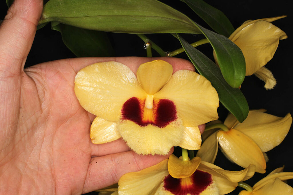 Dendrobium Gatton Sunray