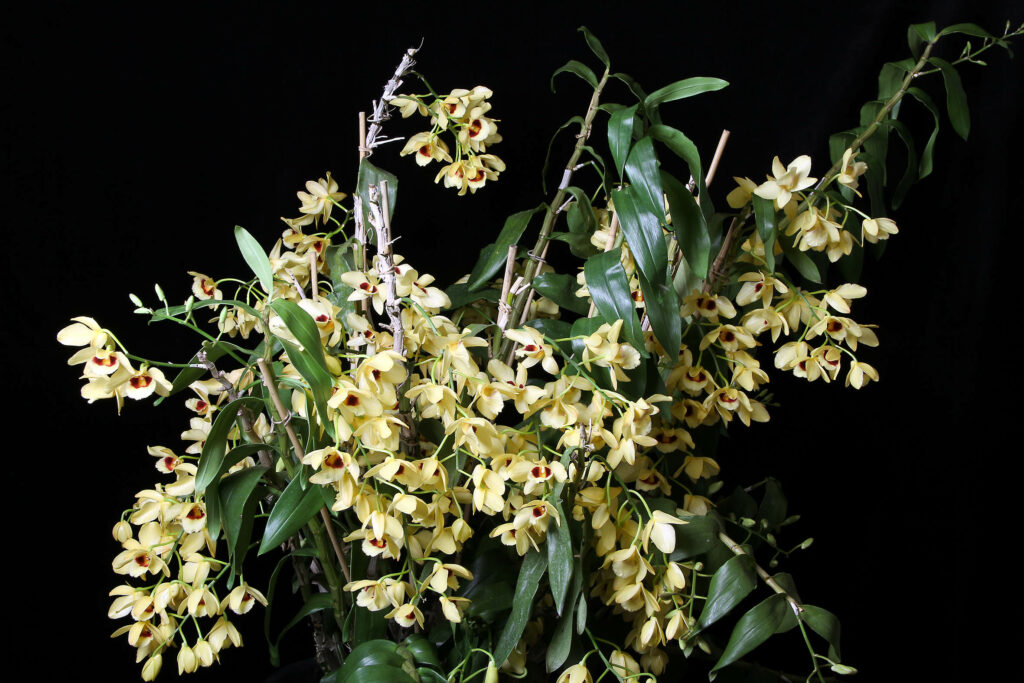 Dendrobium Gatton Sunray