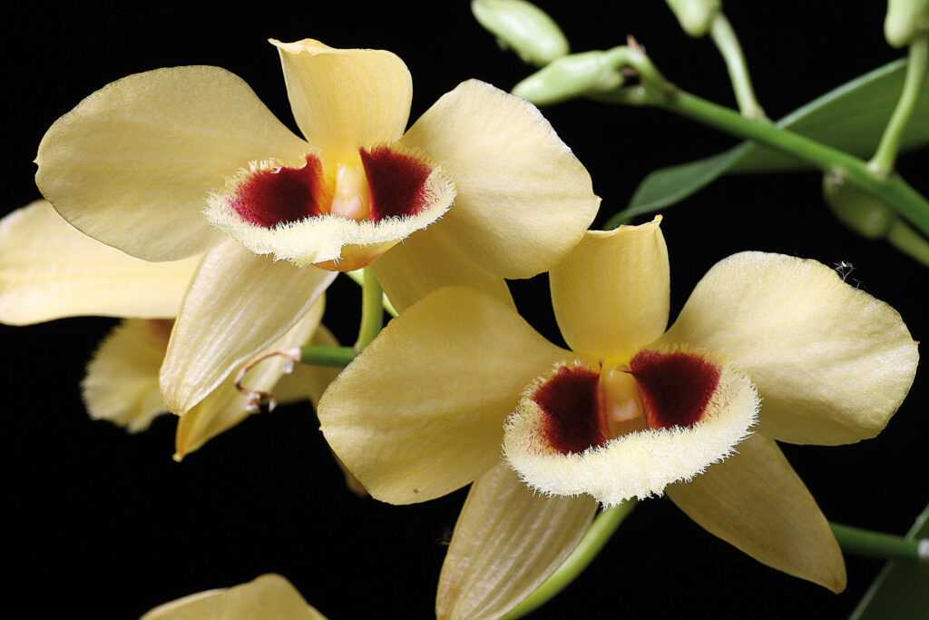 Dendrobium Gatton Sunray