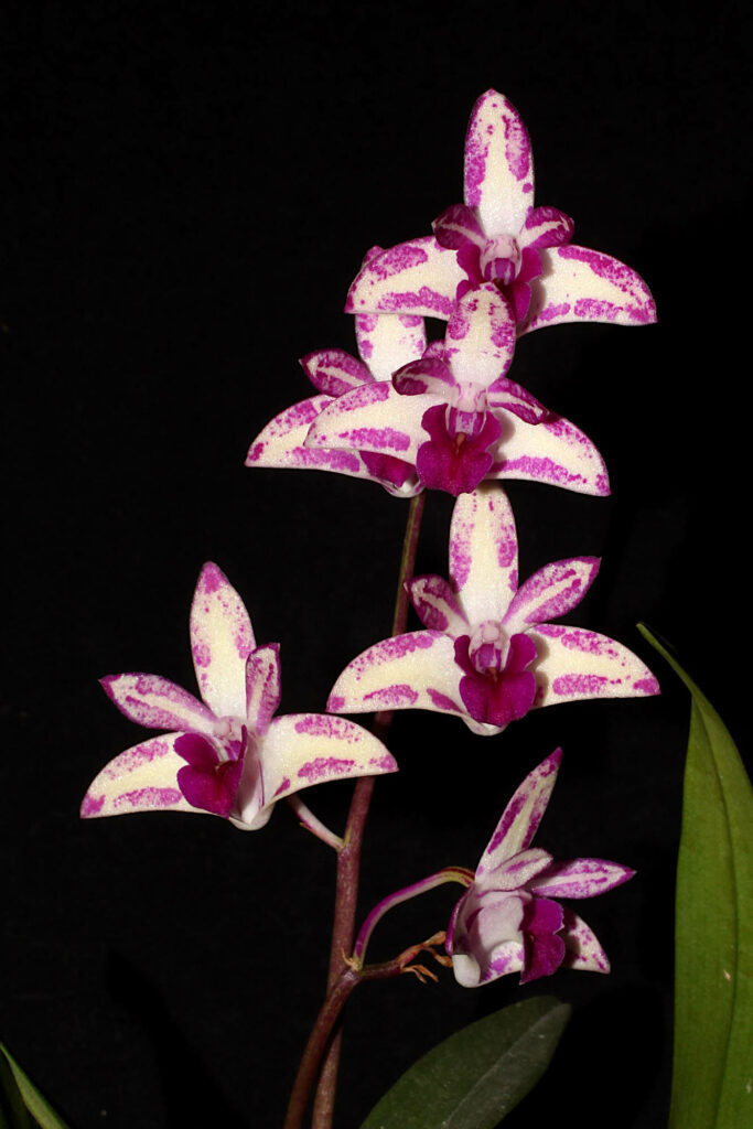 Dendrobium King Zip