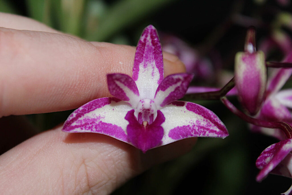 Dendrobium King Zip