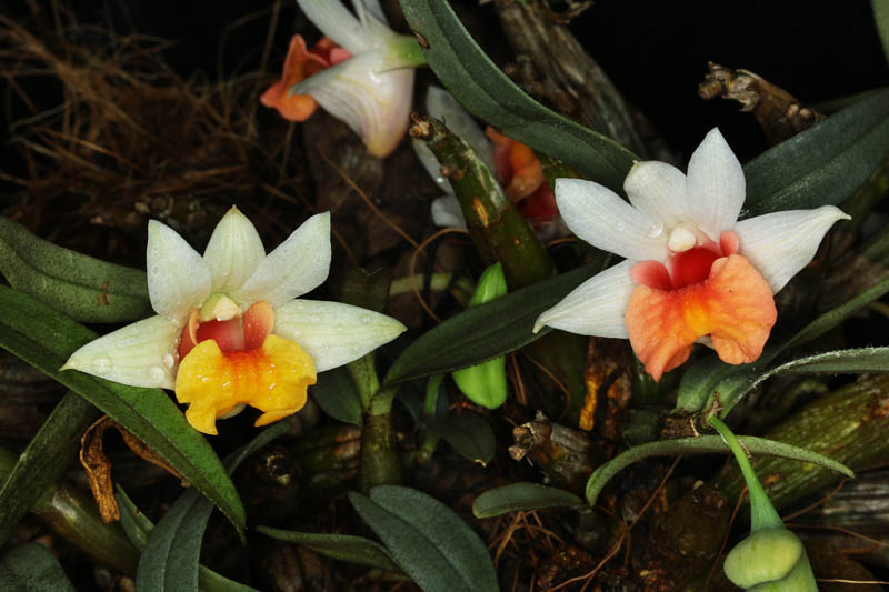 Dendrobium bellatulum