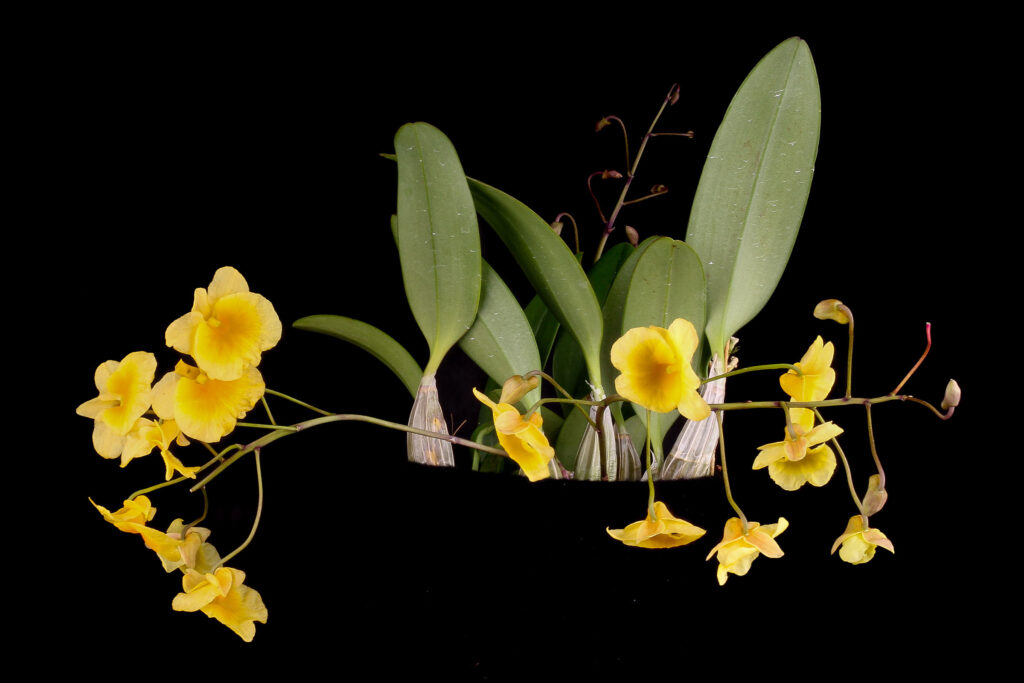 Dendrobium lindleyi